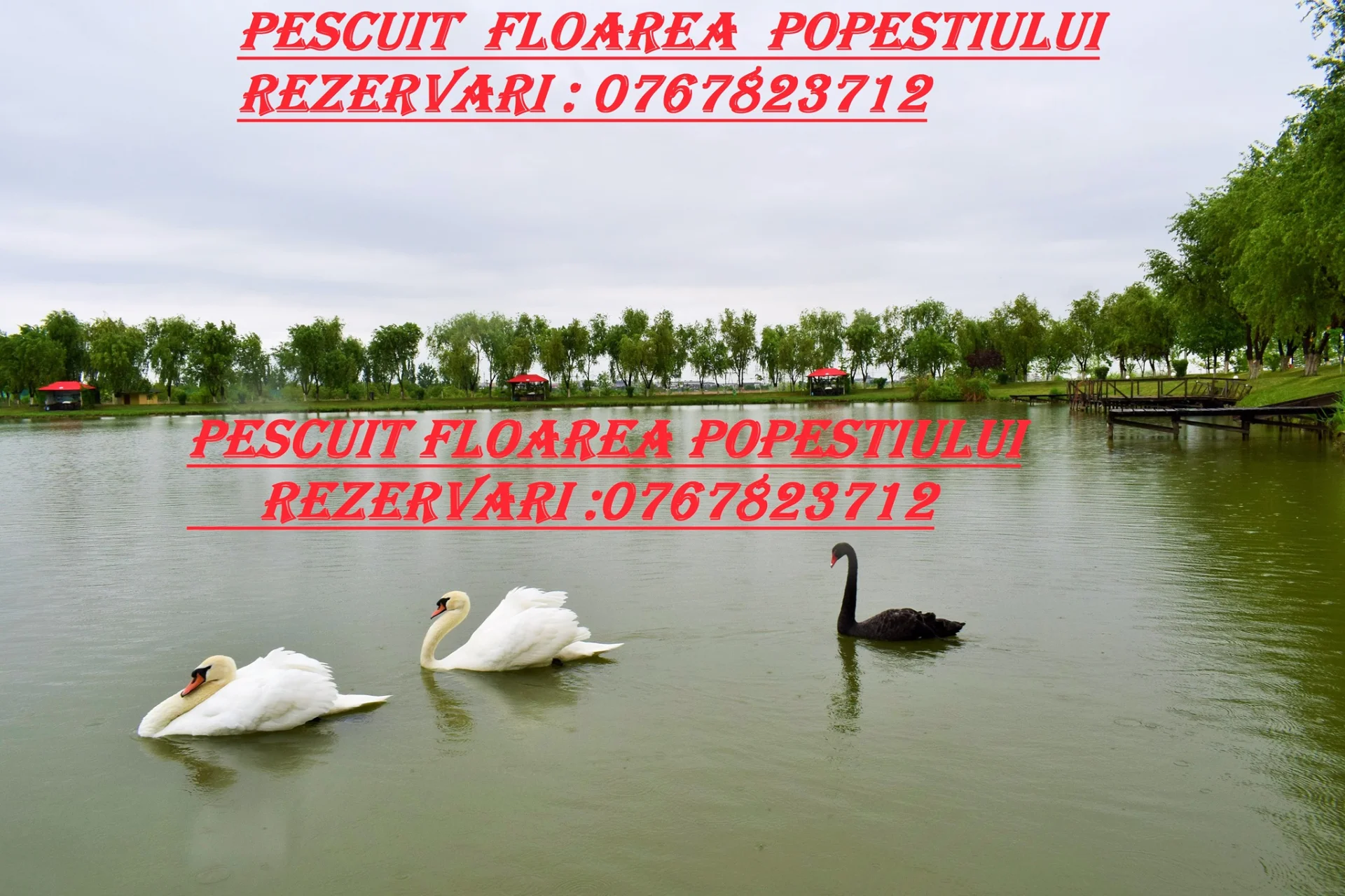 Balta FLOAREA POPESTIULUI - fotografie 1