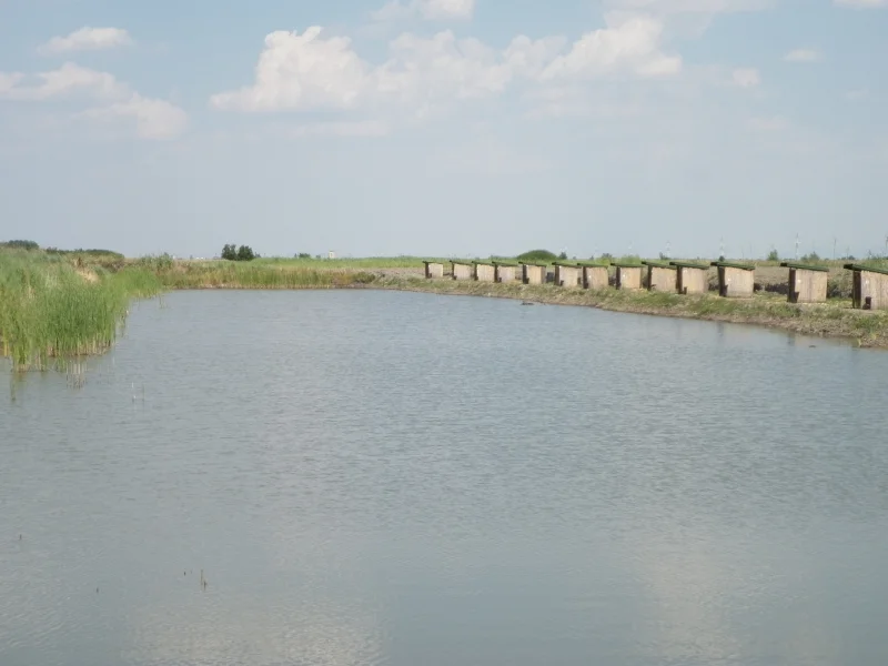 Balta Verde