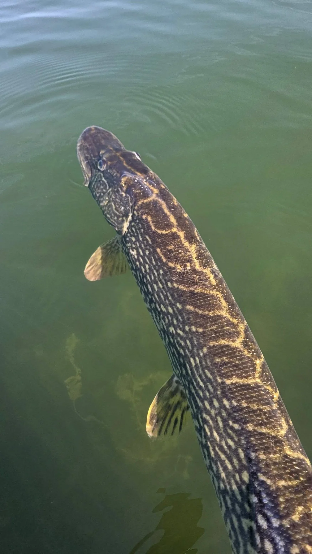 Crazy Pike Sărmășag - fotografie 4